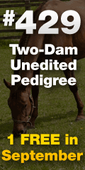 #429 -- Two-Dam Unedited Pedigree -- 1 Free in September!