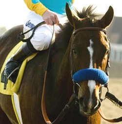 El Gato Malo looks to remain undefeated in the Sham. El Gato Malo looks to remain undefeated in the Sham.