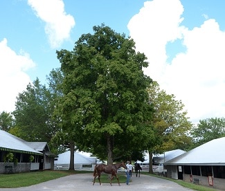 Stay Thirsty colt, Warrior's Reward filly bring $325,000 at Keeneland