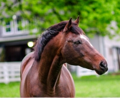 Reilly's five favorite Dubai World Cup winners