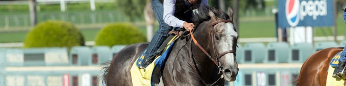 Arrogate ups the ante with powerful drill for Pegasus World Cup