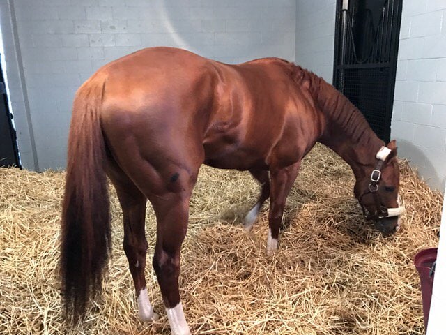 California Chrome settles into Taylor Made