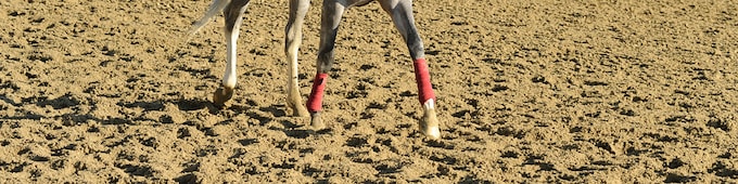 NYRA to offer bonus to Japan-based winner of 2017 Belmont Stakes