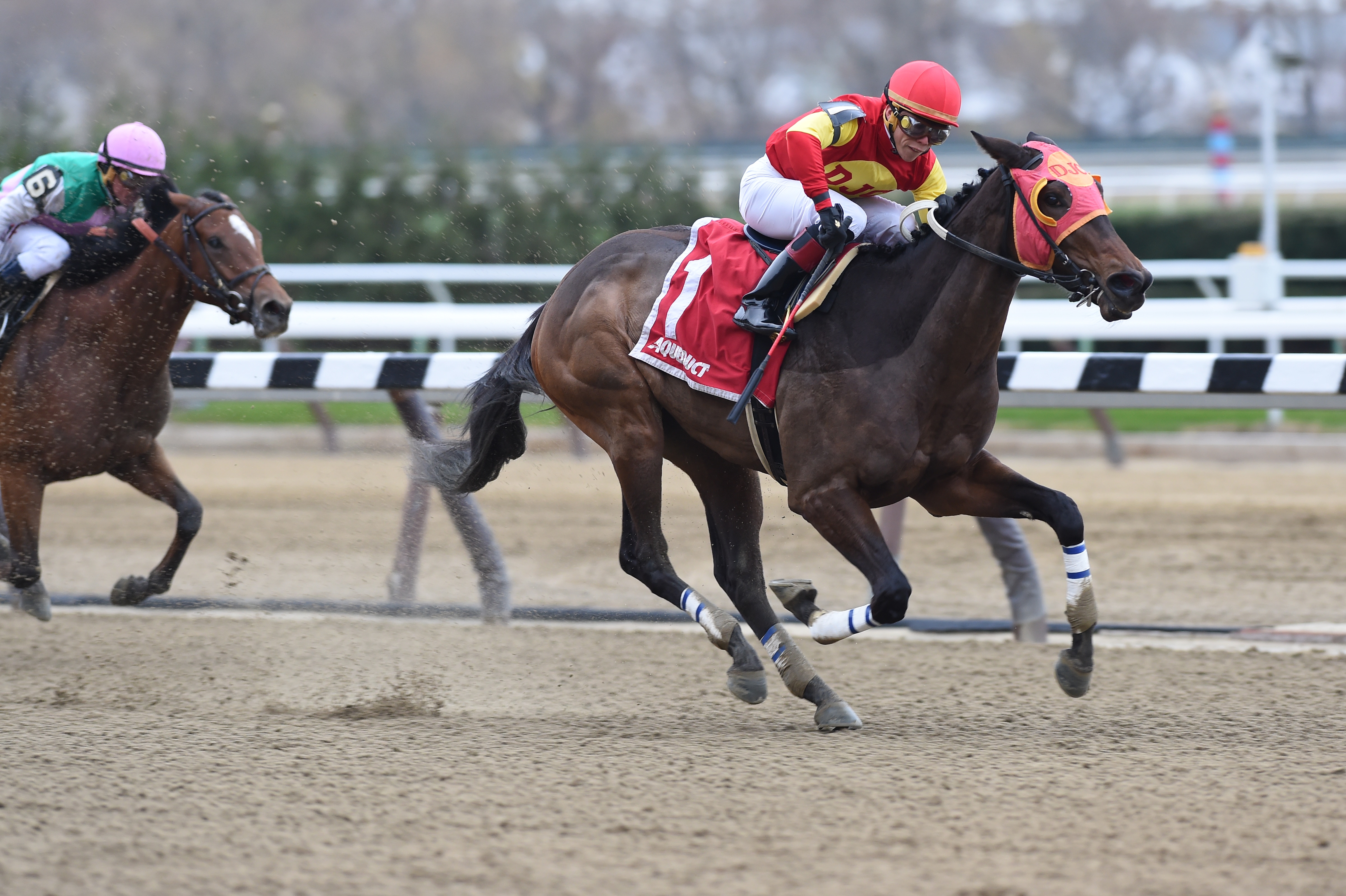 Yorkiepoo Princess faces first two-turn test in Busher