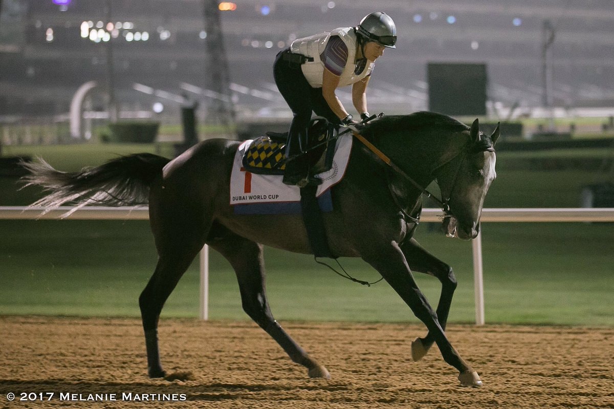 Arrogate tackles 13 rivals, and history, in Dubai World Cup