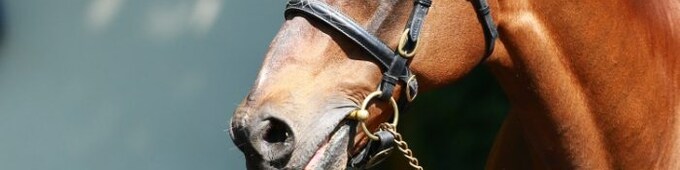 Leading Coolmore sire Danehill Dancer dies at 24