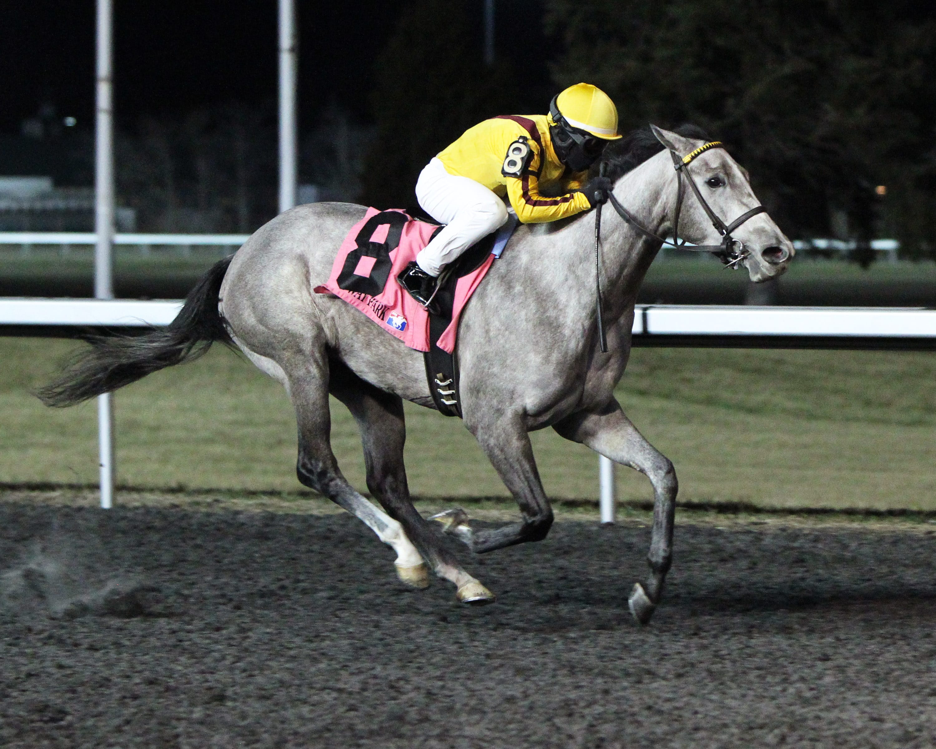 Gilded Lily tries stakes rivals in Bourbonette Oaks