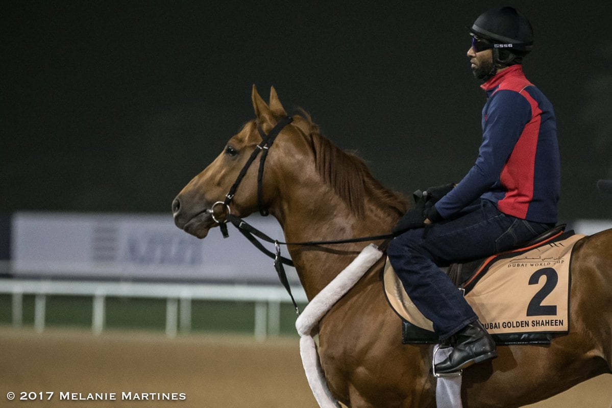 Mind Your Biscuits rising to occasion for Golden Shaheen