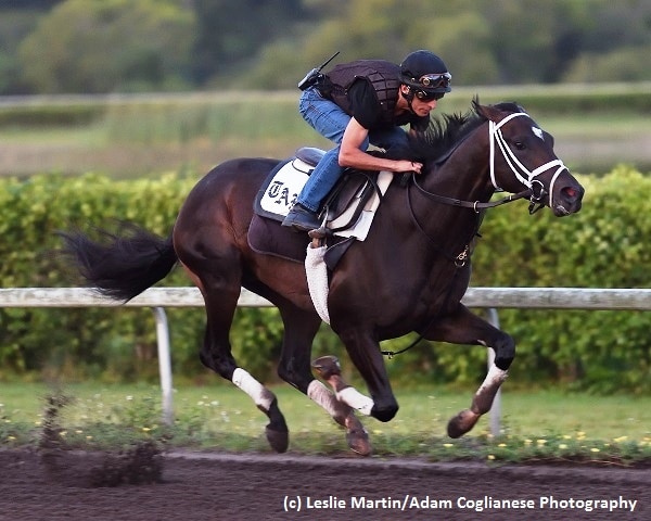 Always Dreaming, Patch and Gunnevera breeze for Kentucky Derby in Florida