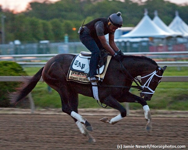 Always Dreaming ‘well-behaved’ before Preakness