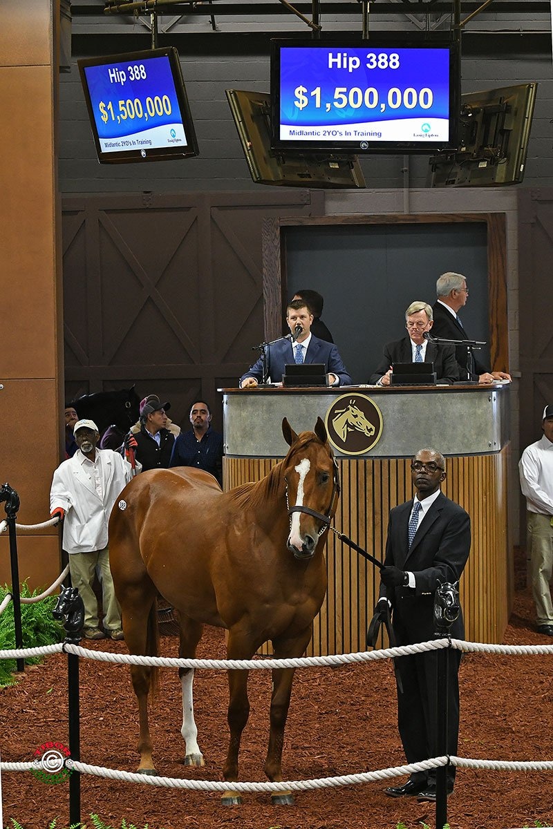 Curlin colt brings record $1.5 million at Fasig-Tipton Midlantic