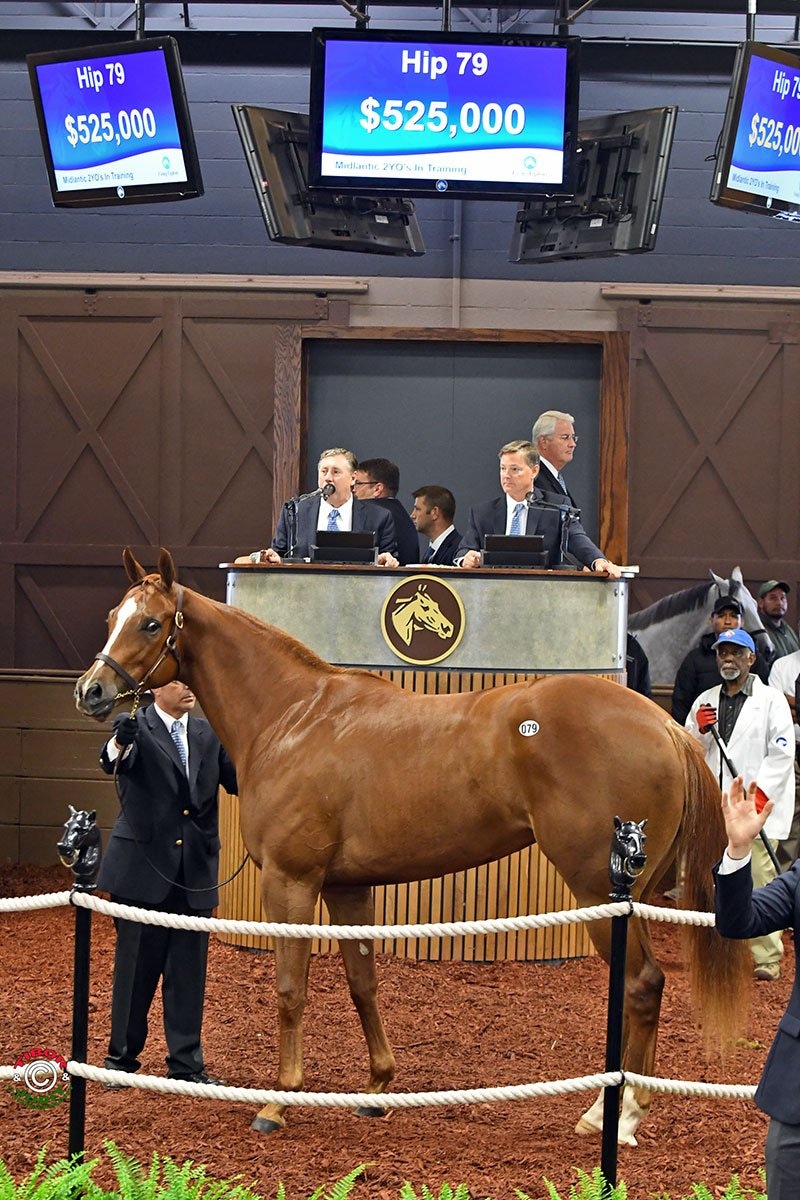 Smart Strike filly leads Fasig-Tipton Midlantic session