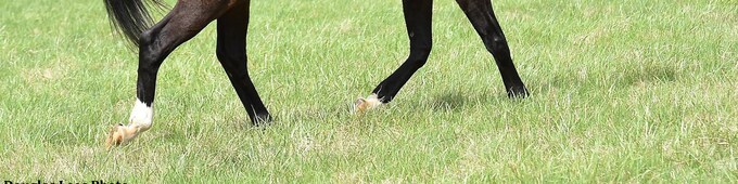 Champion, dual classic winner Hansel dead at 29