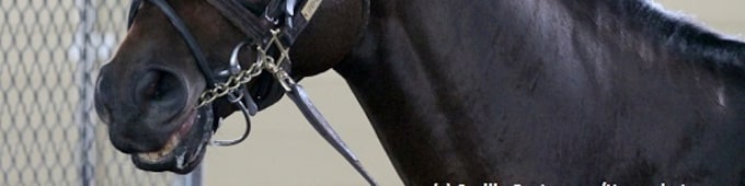 What a Catch for freshman sire Justin Phillip’s first winner