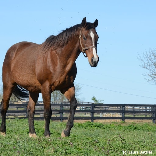 Grade 1 winner Bonapaw dead at 21