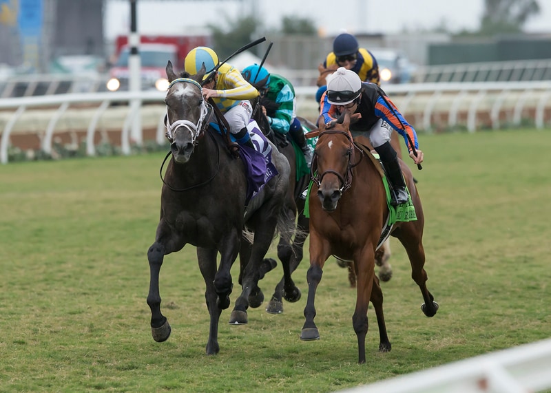 Dream just beyond Recall in Del Mar Oaks