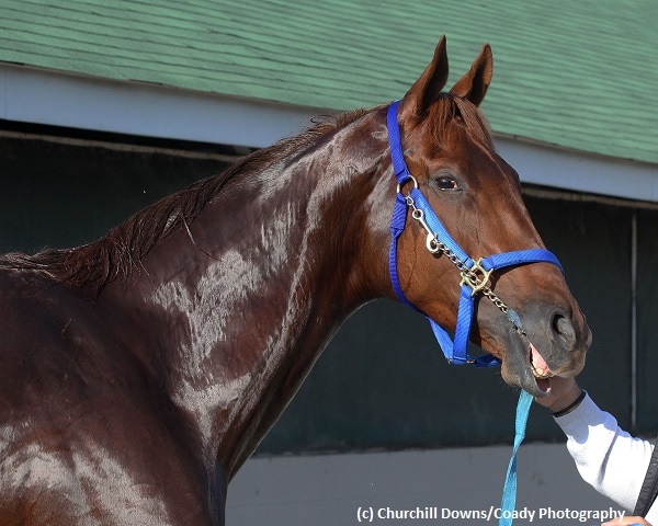 Gunnevera returns in Tangelo Stakes at Gulfstream Park
