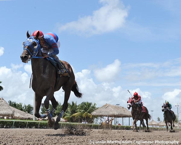 Gunnevera romps in Tangelo Stakes return