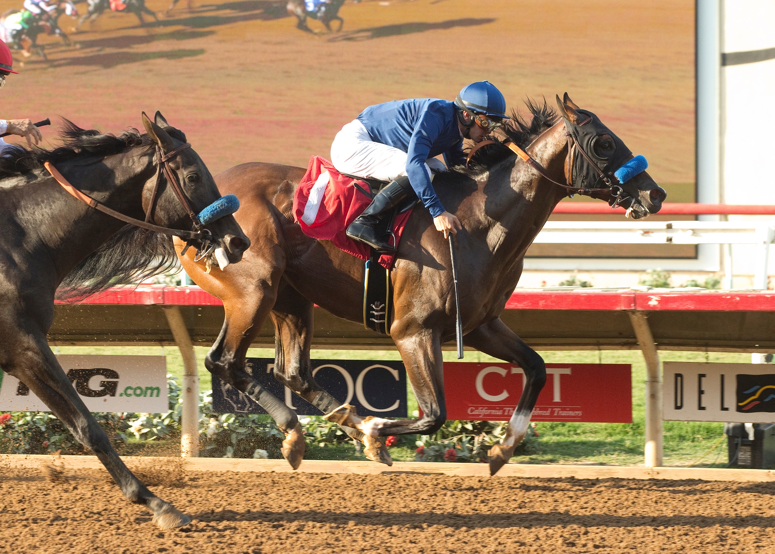 St Patrick’s Day, American Pharoah’s baby brother, breaks maiden at Del Mar