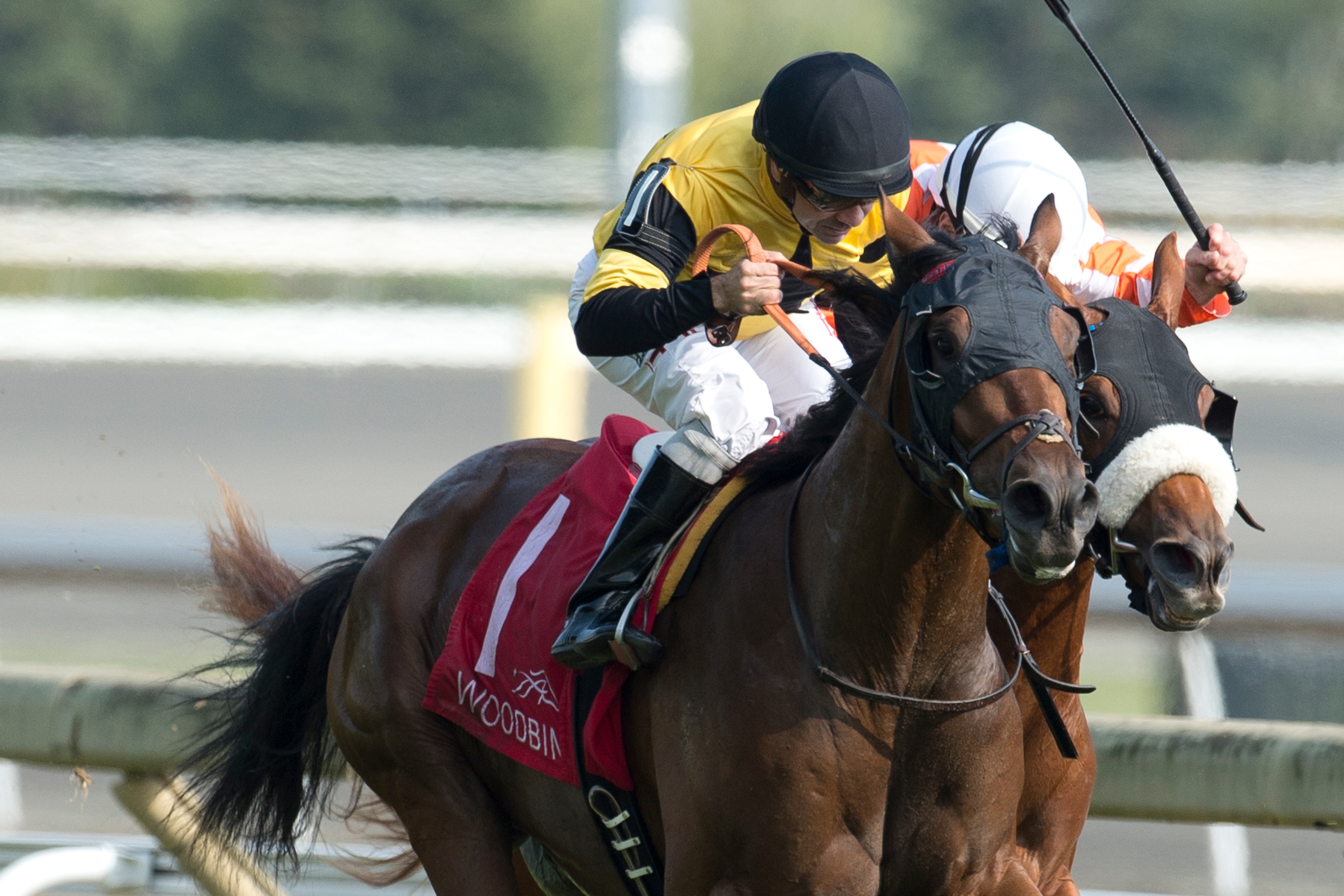 Untamed Domain highlights Holy Bull undercard at Gulfstream