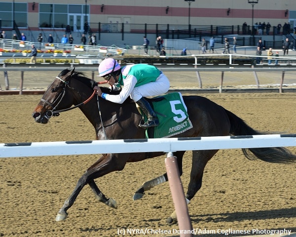 Lockdown headlines baker’s dozen entered in Spinster