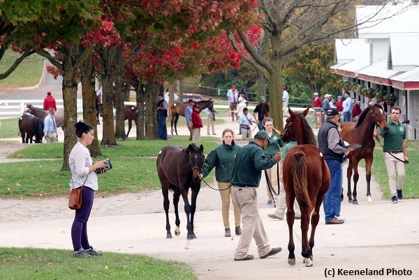 Weanlings highlight ninth session of Keeneland November