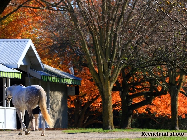 You’re to Blame sells for $440,000 on Day 8 at Keeneland
