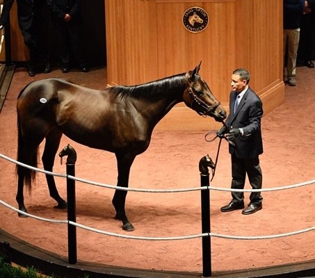 Records fall at Fasig-Tipton November