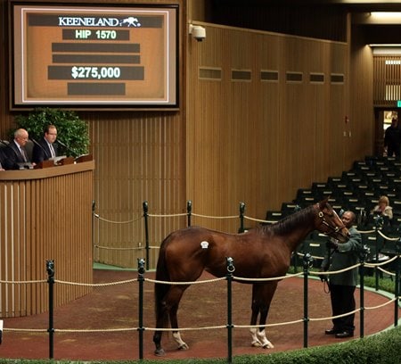 Storm the Hill tops Keeneland November session at $275,000