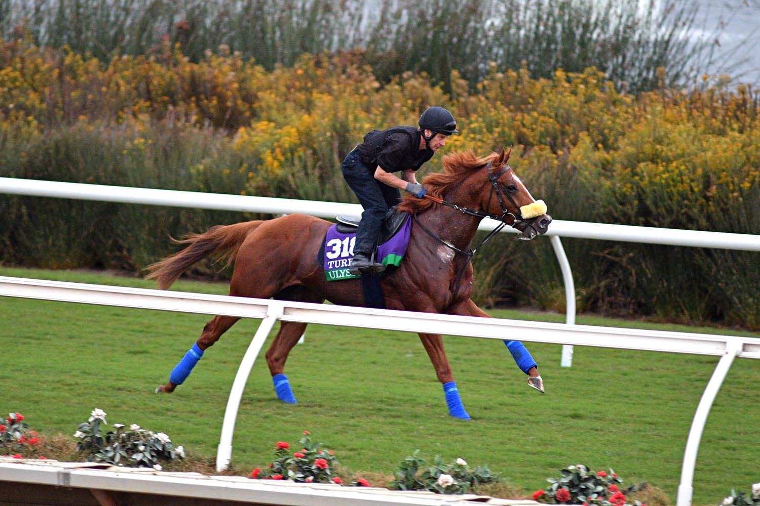 Ulysses, morning-line favorite in Breeders' Cup Turf, scratched