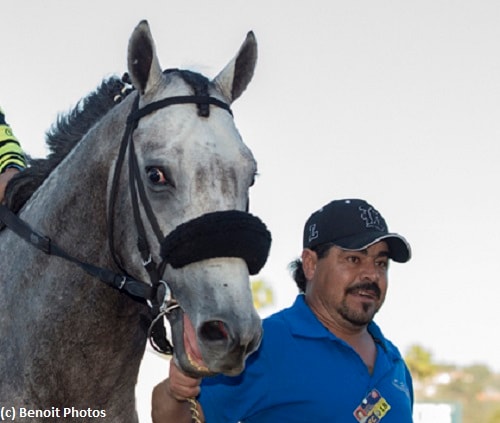 Greyvitos draws off for Springboard Mile triumph