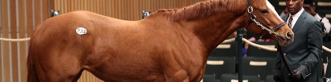 Bellavais sells for $485,000 at Keeneland January