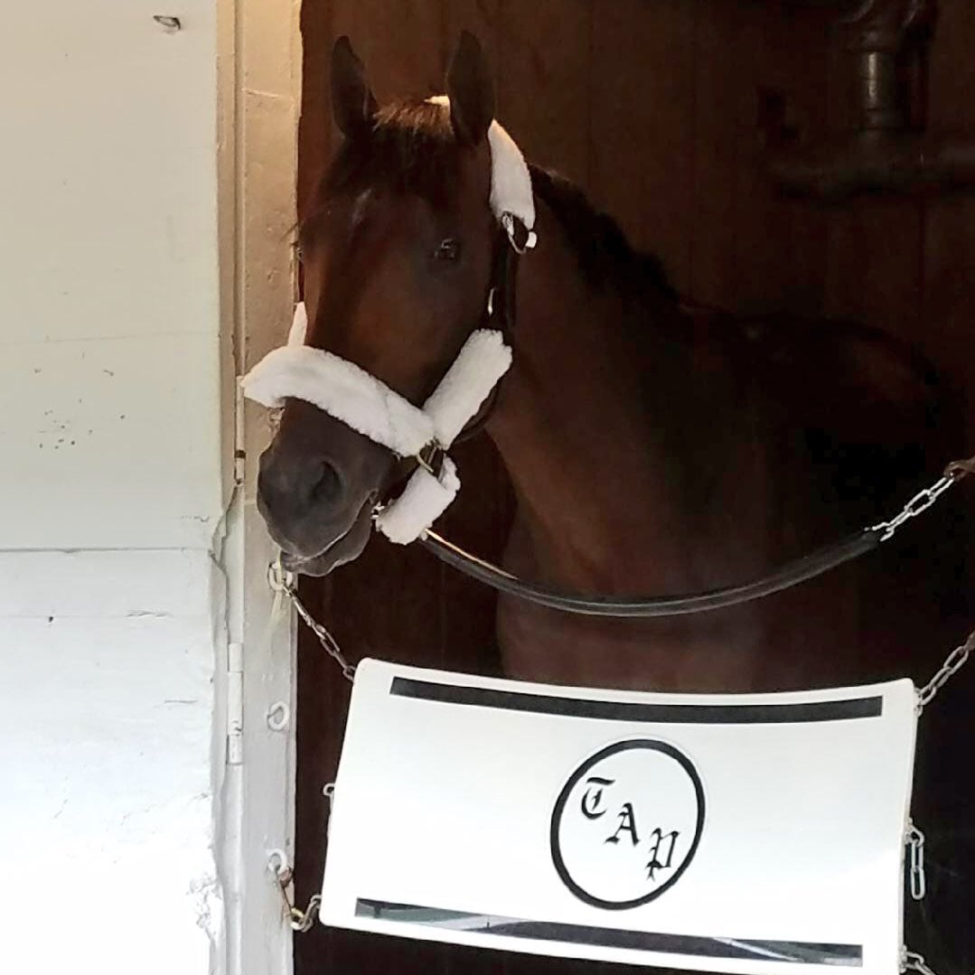 Solomini works; Pletcher contingent arrives at Churchill