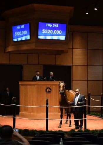 Flatter colt tops Fasig-Tipton July Sale at $520,000