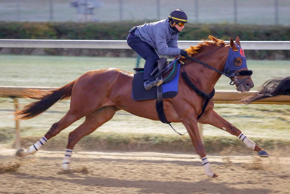 Why Mind Your Biscuits is right to try Breeders' Cup Classic