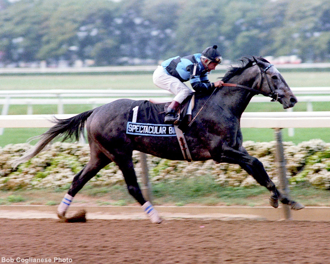 The Kentucky Derby winner with the best prep season in history