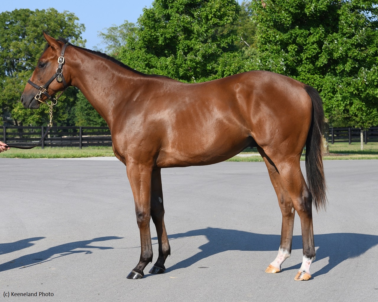 Curlin colt brings $4.1 million at Keeneland September second session
