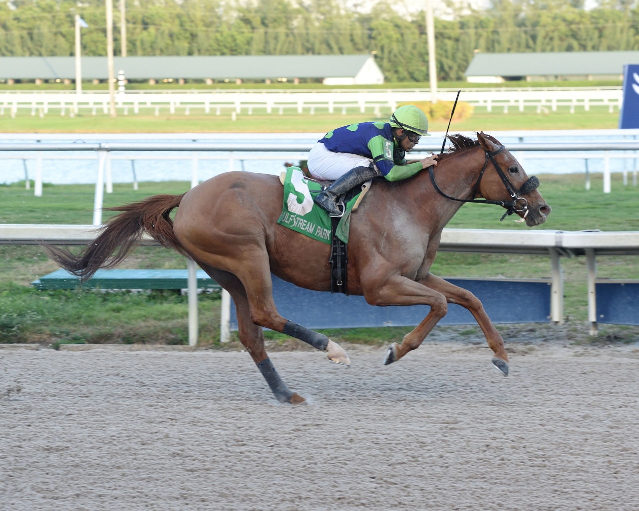 War Story upsets Harlan's Holiday; Lady's Island sizzles in Sugar Swirl