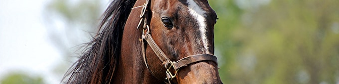 Darby Dan's Sunshine Forever among the last of a breed