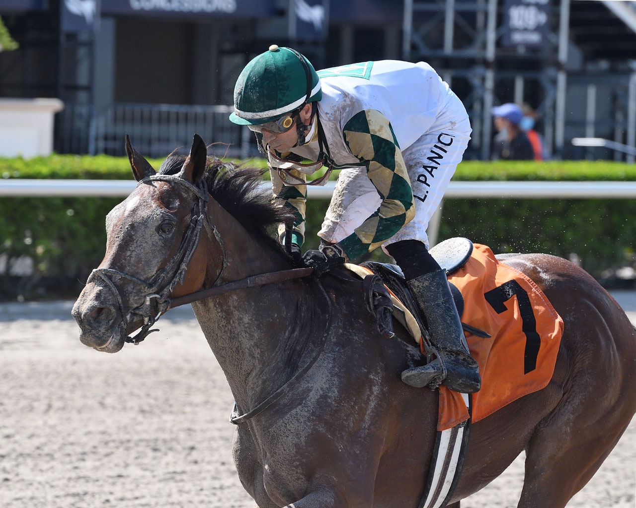 Belmont or Blue Grass ahead for Sole Volante after successful allowance prep