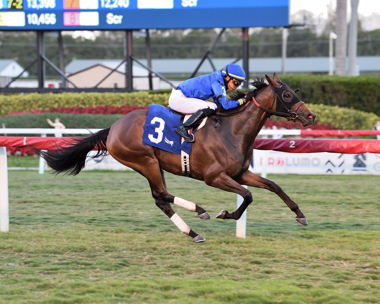 Antoinette, Got Stormy among impressive graded grass winners at Gulfstream