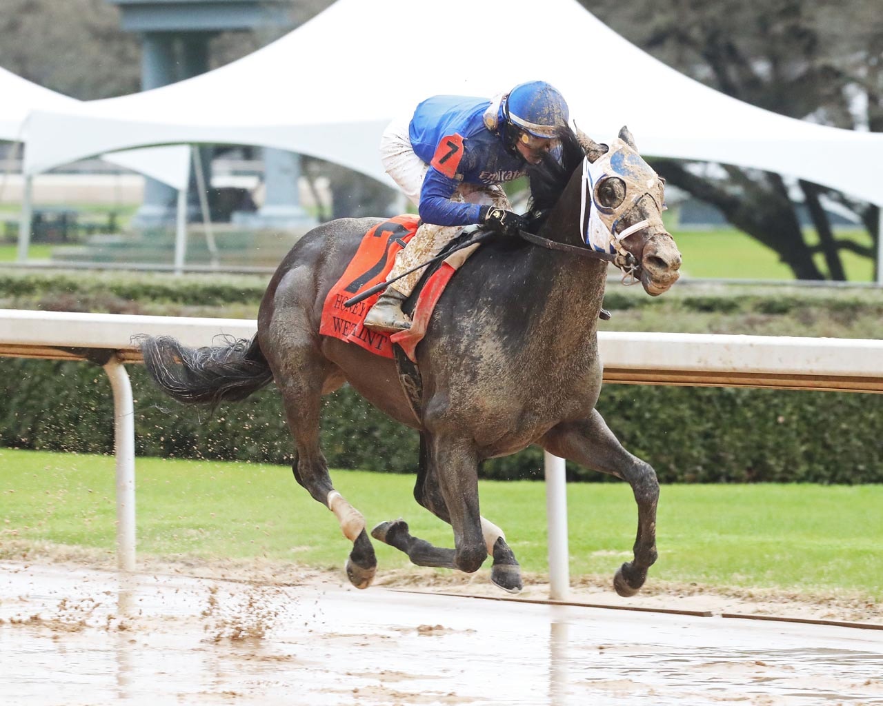 Wet Paint rallies from far back in Honeybee