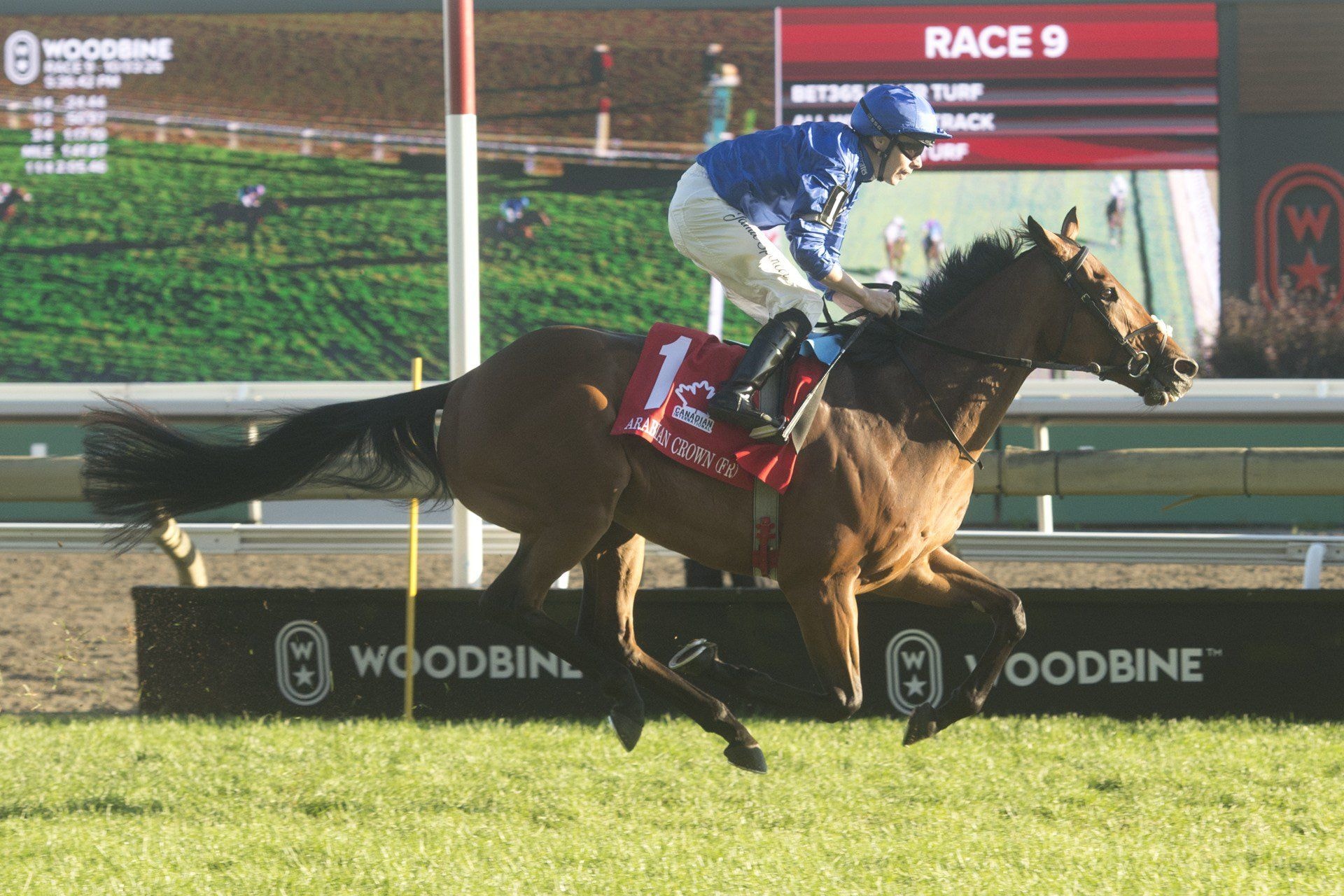 Arabian Crown wins the Canadian International (G1) at Woodbine.