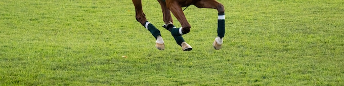 Calandagan bids to end 20-year European drought in Japan Cup