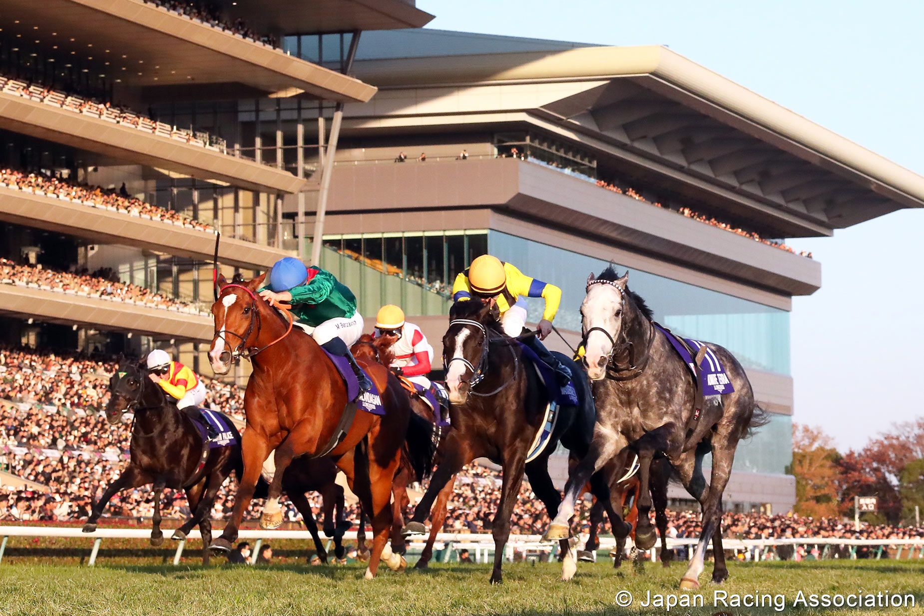 Calandagan edges Masquerade Ball and the riderless Admire Terra in the Japan Cup (G1)