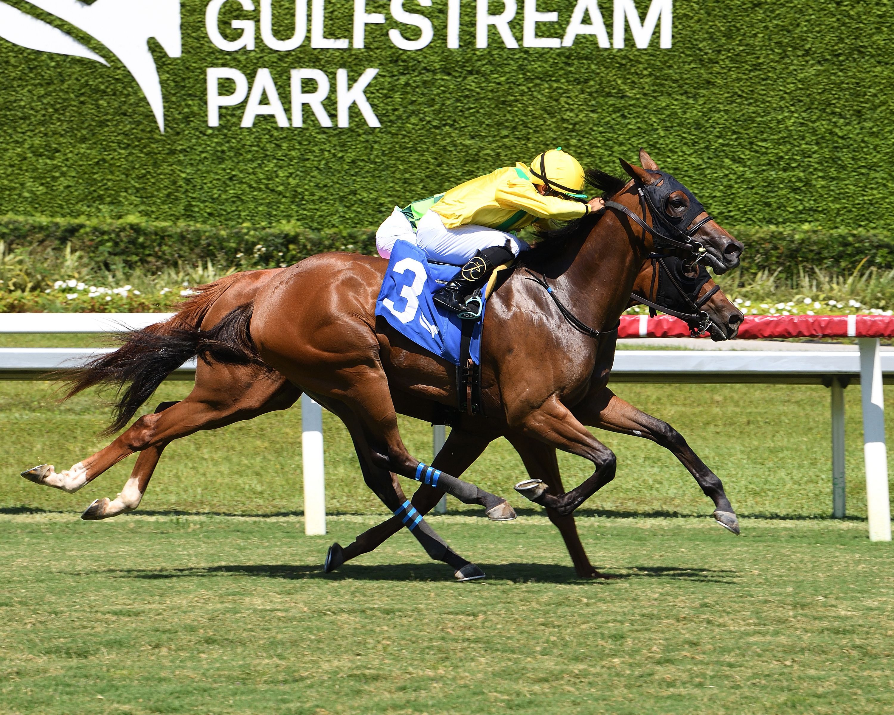 Celtic Dispute outduels Skara Brae in Royal Palm Juvenile, earns Royal Ascot ticket