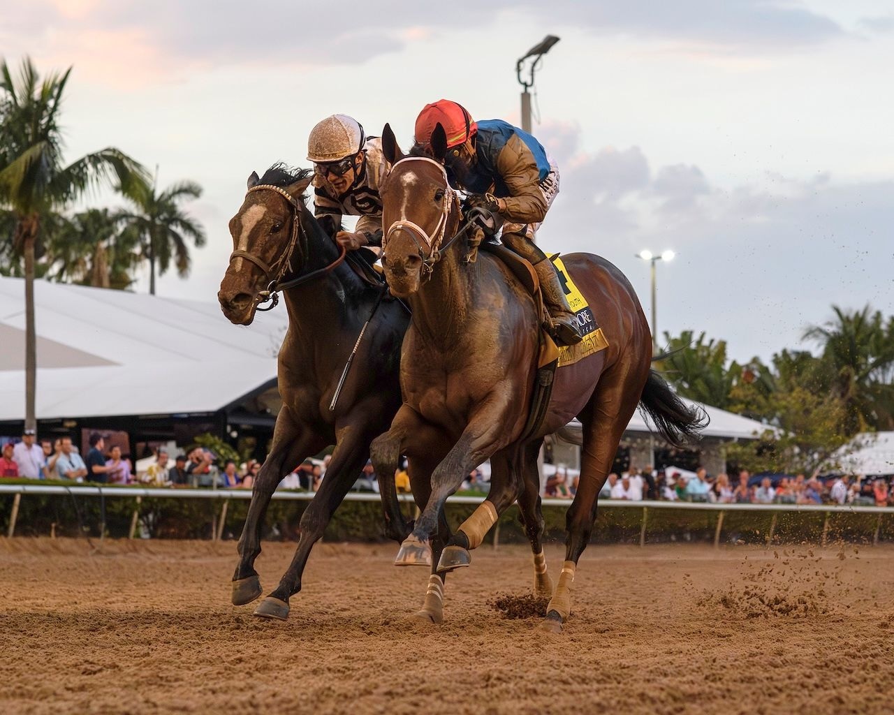 Commandment wins the Fountain of Youth at Gulfstream Park.