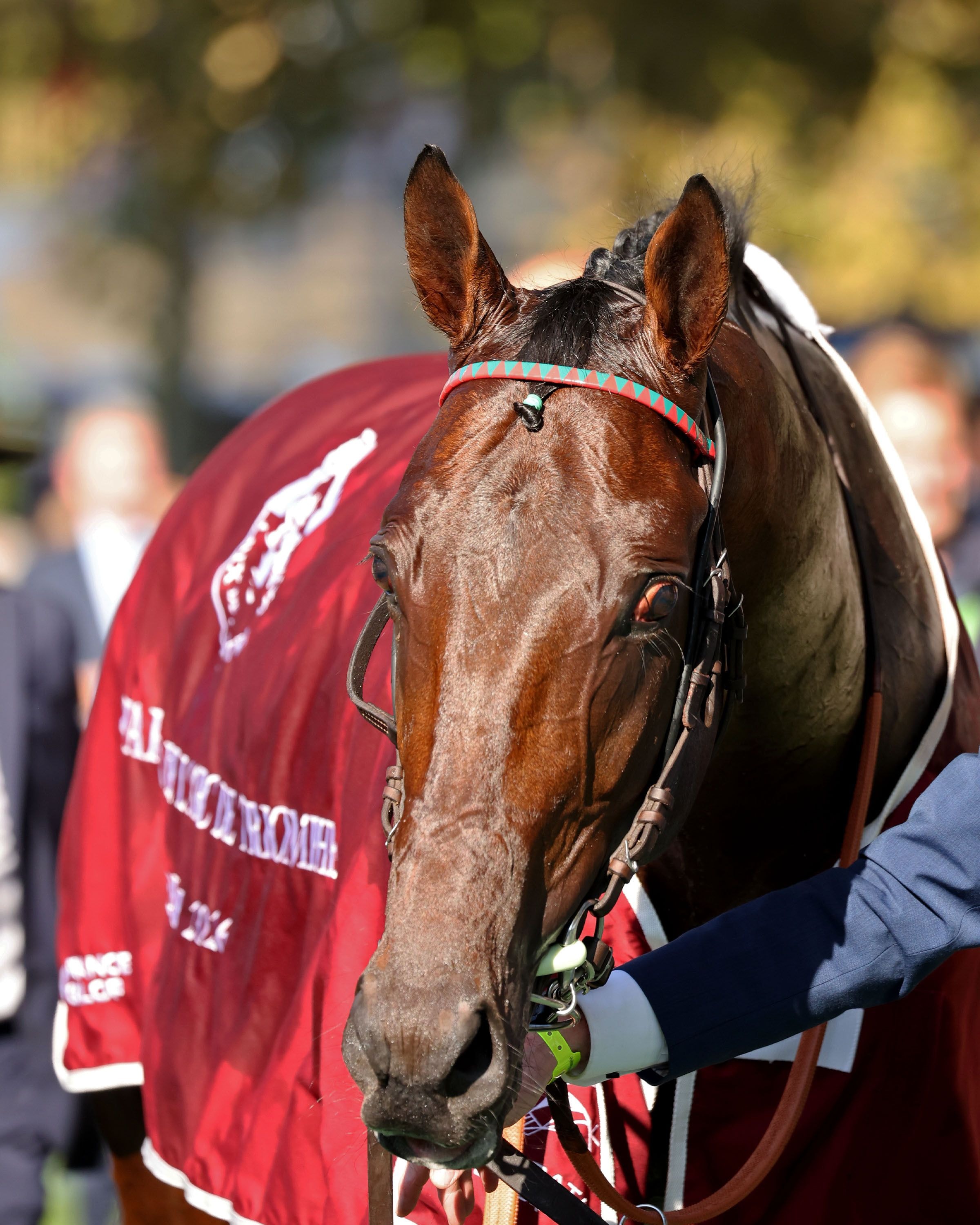 Daryz embodies the legacy of the Aga Khan Studs