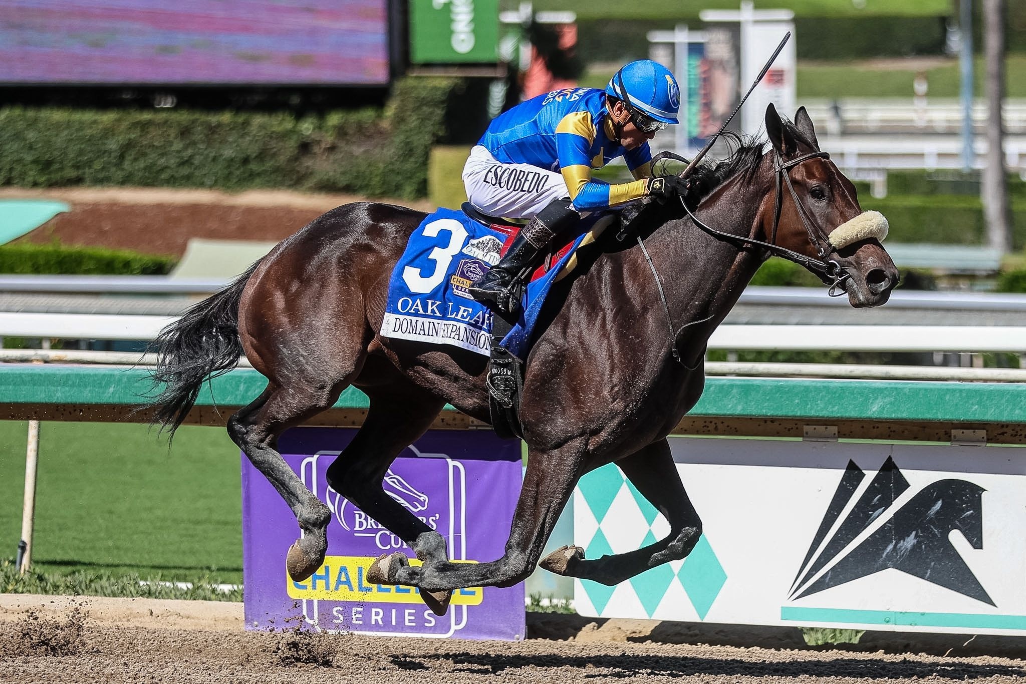 Domain Expansion wins the Oak Leaf (G2) at Santa Anita.