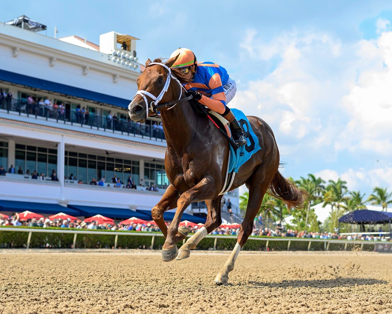 Disruptor breaking his maiden at Gulfstream Park (Photo by Coglianese Photos/Ryan Thompson)